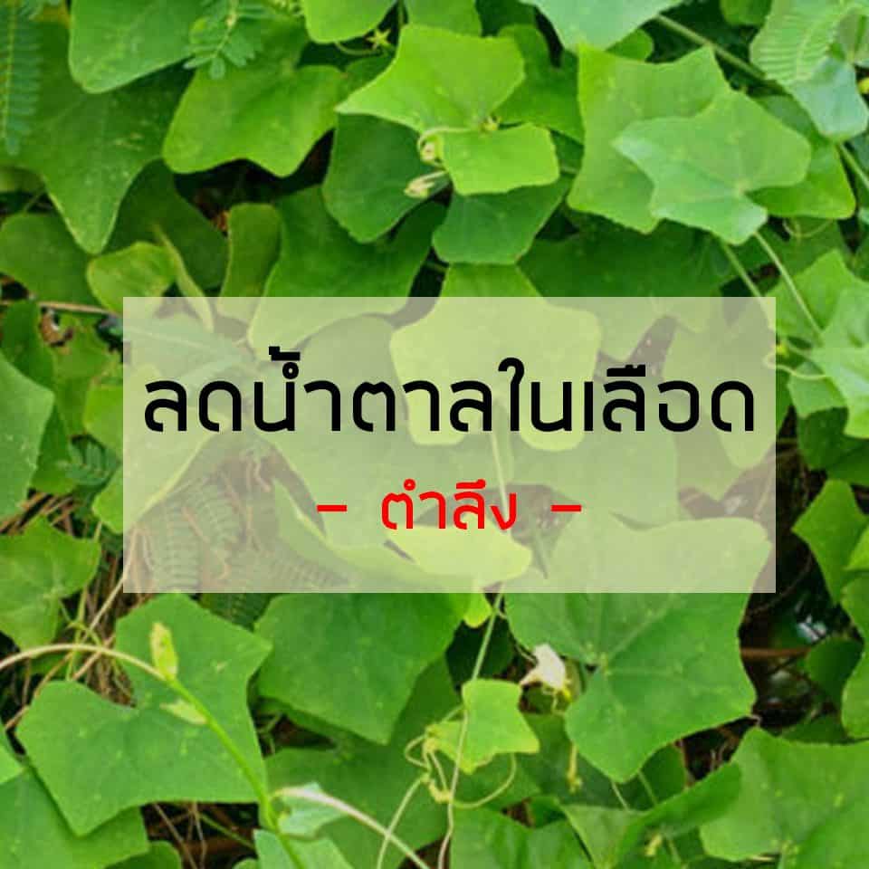 18Medicine ตำลึง