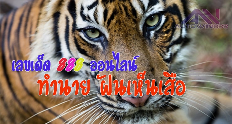 Predict tiger ฝันเห็นเสือ เลขเด็ดออนไลน์