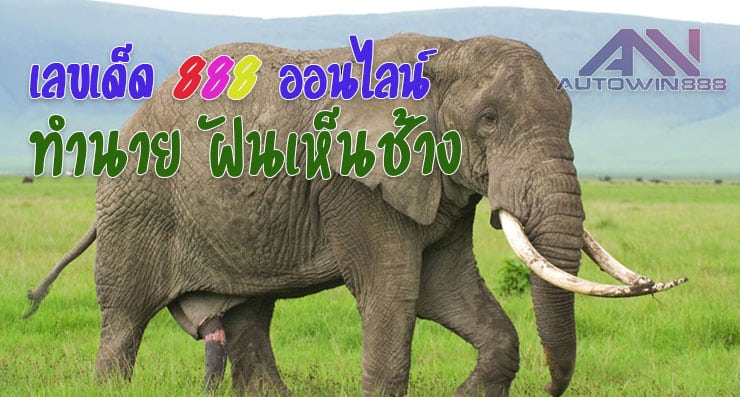 predict elephant ฝันเห็นช้าง เลขเด็ดออนไลน์